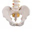 Modelo de columna vertebral flexible: Versión clásica Modelo de columna vertebral flexible: Versión clásica