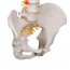 Modelo de columna vertebral flexible: Versión clásica Modelo de columna vertebral flexible: Versión clásica