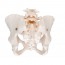 Modelo anatómico del esqueleto de la pelvis femenina