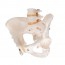 Modelo anatómico del esqueleto de la pelvis femenina