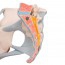 Modelo anatómico de pelvis femenina con ligamentos y sección media sagital a través de los músculos del piso pélvico (Cuatro partes)