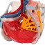 Modelo anatómico de pelvis femenina con ligamentos, venas, nervios, suelo pélvico y órganos (seis partes)