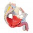 Modelo anatómico de pelvis masculina con ligamentos, vasos, nervios, suelo pélvico y órganos (Siete piezas) Modelo anatómico de pelvis masculina con ligamentos, vasos, nervios, suelo pélvico y órganos (Siete piezas)