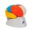 Cerebro neuro-anatómico desmontable en ocho piezas Cerebro neuro-anatómico desmontable en ocho piezas