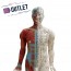 Modelo anatómico de cuerpo humano masculino 85 cm - OUTLET Modelo anatómico de cuerpo humano masculino 85 cm - OUTLET