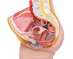 Genital y Pelvis Genital y Pelvis