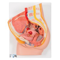 Modelo anatómico de pelvis femenina (Dos piezas)