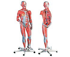 Modelos anatómicos y láminas