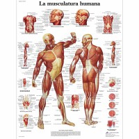 Lámina de anatomia: Musculatura humana
