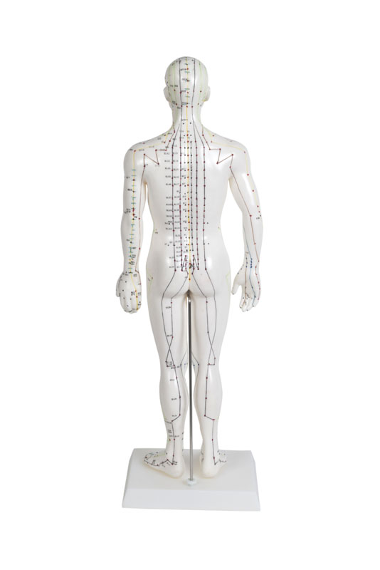 Modelo Anatómico de Cuerpo Humano Masculino 50 cm: 361 puntos de acupuntura  y 80 puntos curiosos - Tienda Fisaude