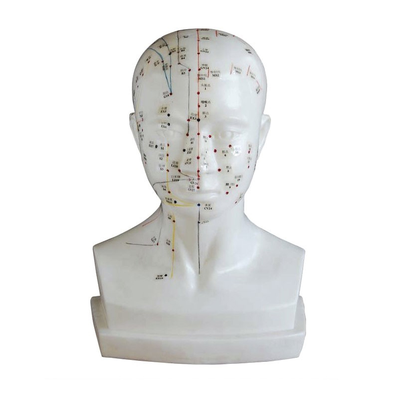 Modelo anatómico de cabeza humana 21 cm: Grabada la situación de los puntos  de acupuntura - Tienda Fisaude