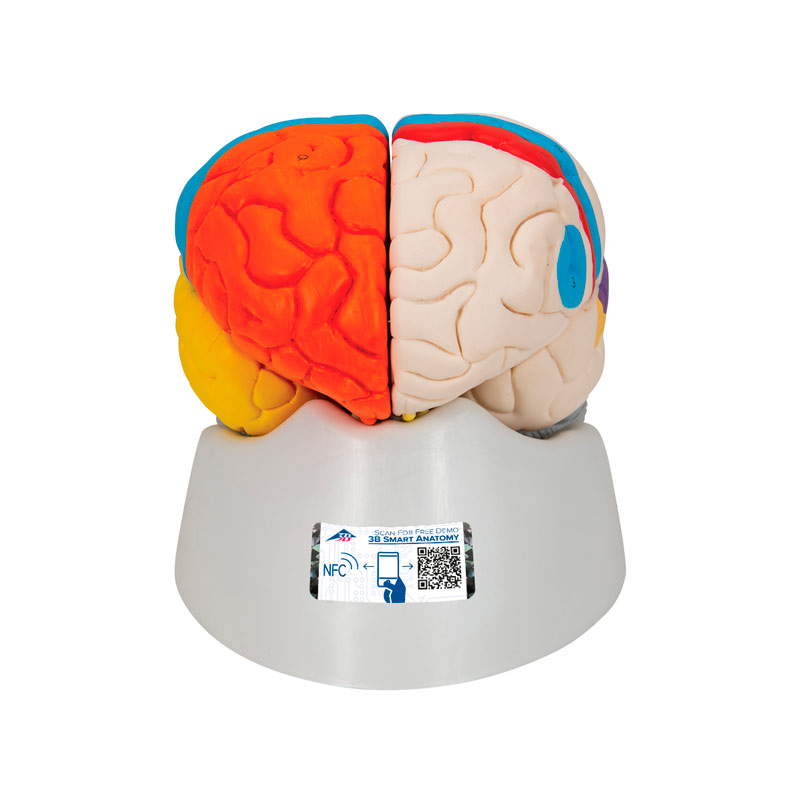 Cerebro neuro-anatómico desmontable en ocho piezas - Tienda Fisaude