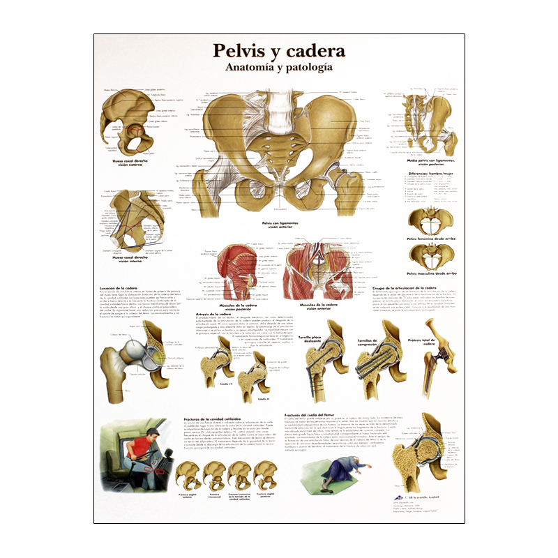 Lámina de anatomía: Pelvis y cadera